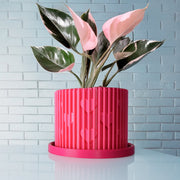 Modern Heart-Shaped Planter with Drainage & Saucer – Valentine’s Day Gift