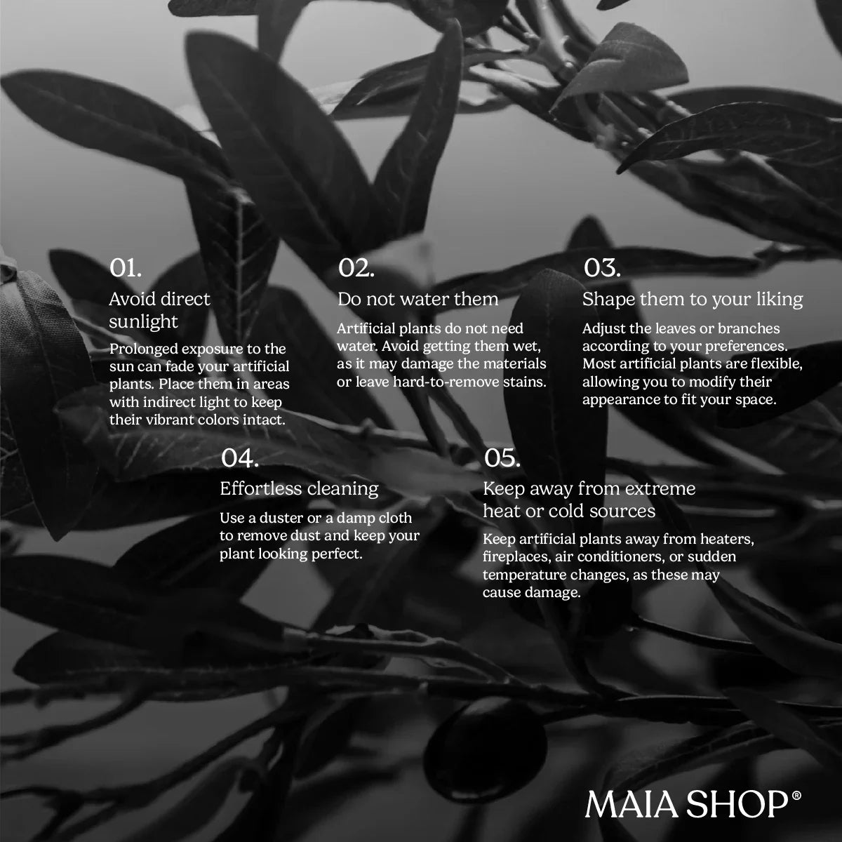 Tall Olive Tree Characteristics