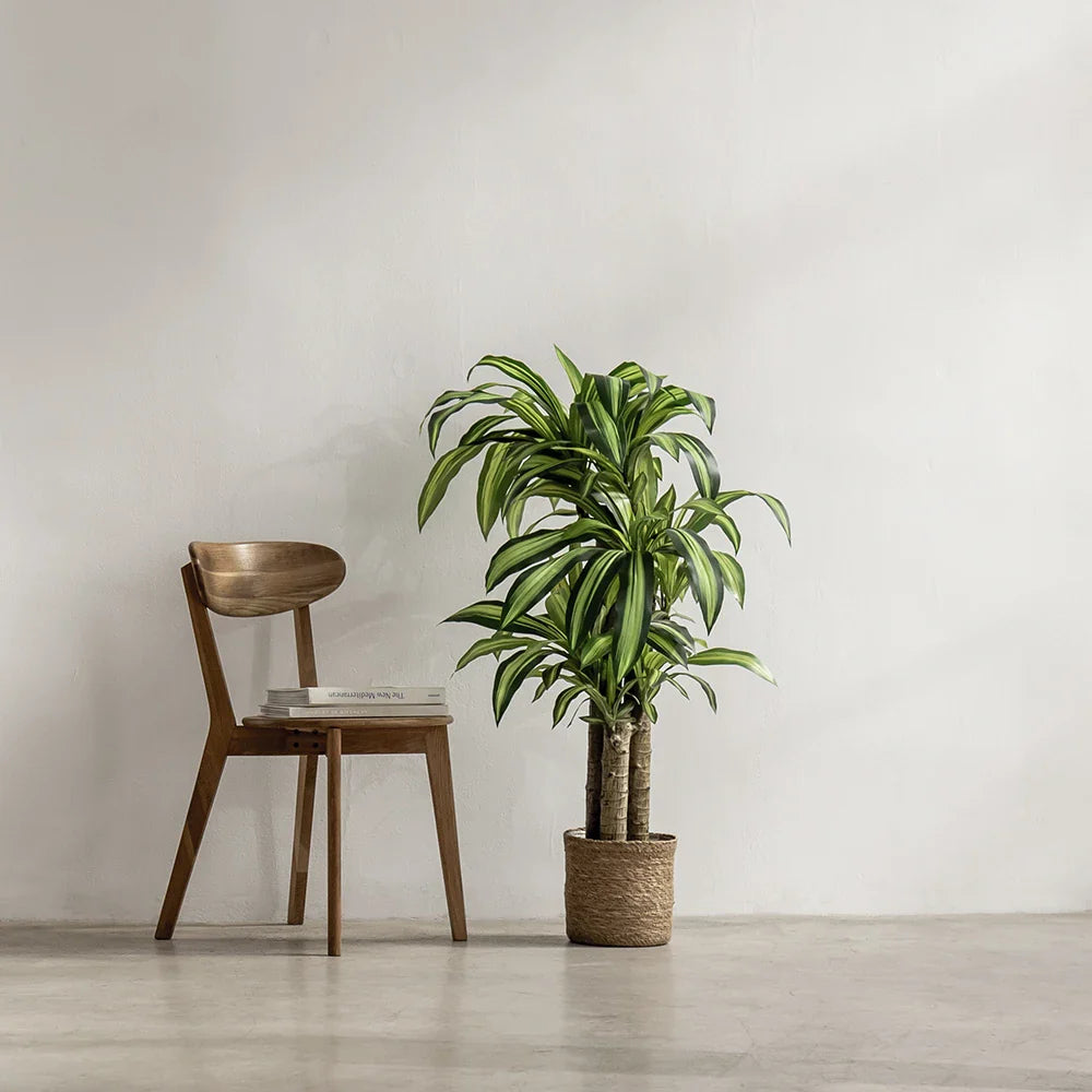 5ft Artificial Dracaena Tree